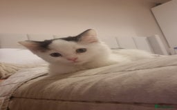 Ragdoll cats for sale: Female Kitten - Image 1