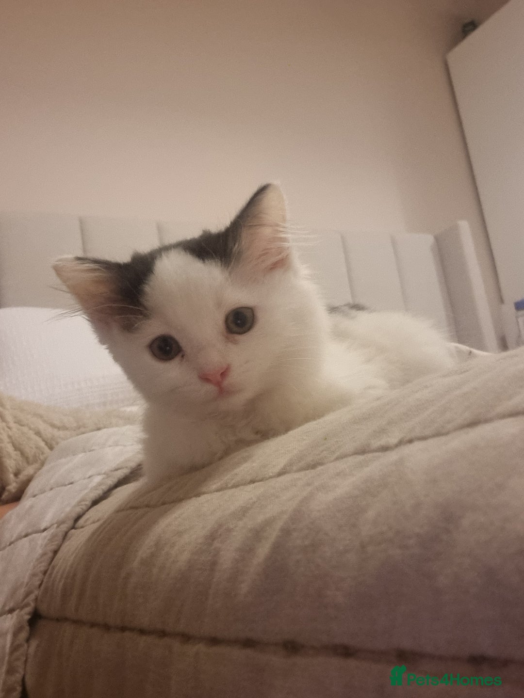 Ragdoll cats for sale: Female Kitten - Image 1