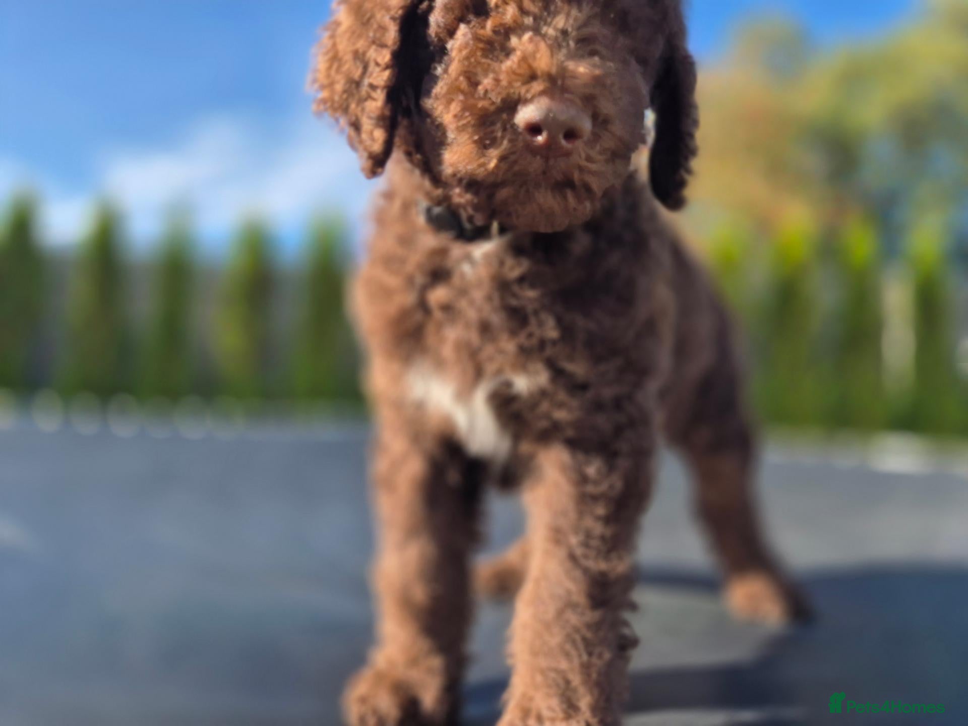 Standard Poodle dogs Beautiful parti colour phantom Standard Poodles  - Advert 3