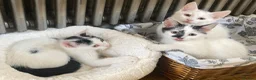Turkish Van cats for sale: Gorgeous Turkish Van Kittens in Potters Bar - Advert 39