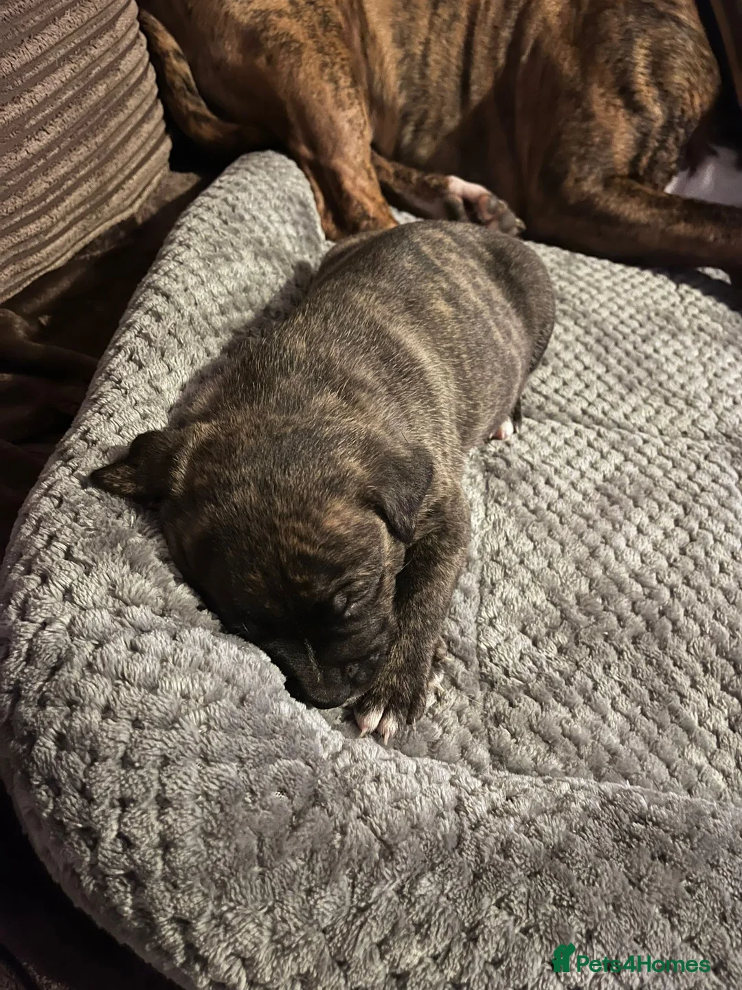 Staffordshire Bull Terrier dogs for sale:  brindle and red Staffordshire bull terriers - Advert 10