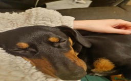 Chiweenie dogs for sale: Chihuahua cross dachshund for sale - Advert 4