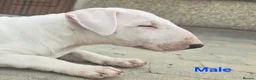 Bull Terrier dogs for sale: Bull terrier pups (1 male & 1 female) - Advert 14