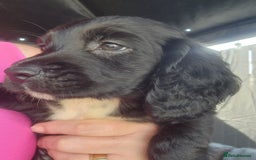 Sprocker dogs for sale: SPROCKER PUPPIES  - Image 15