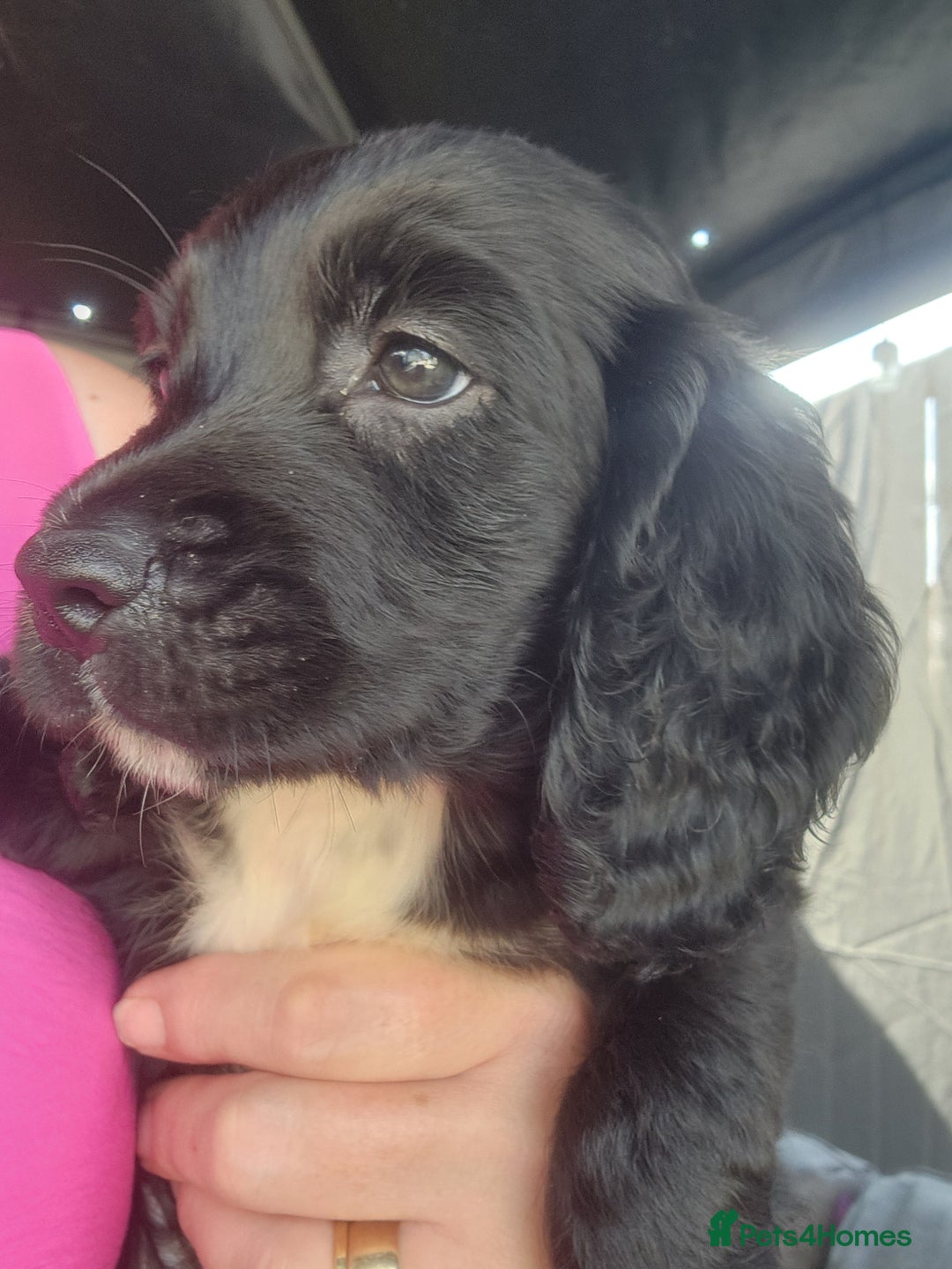 Sprocker dogs for sale: SPROCKER PUPPIES  - Image 15