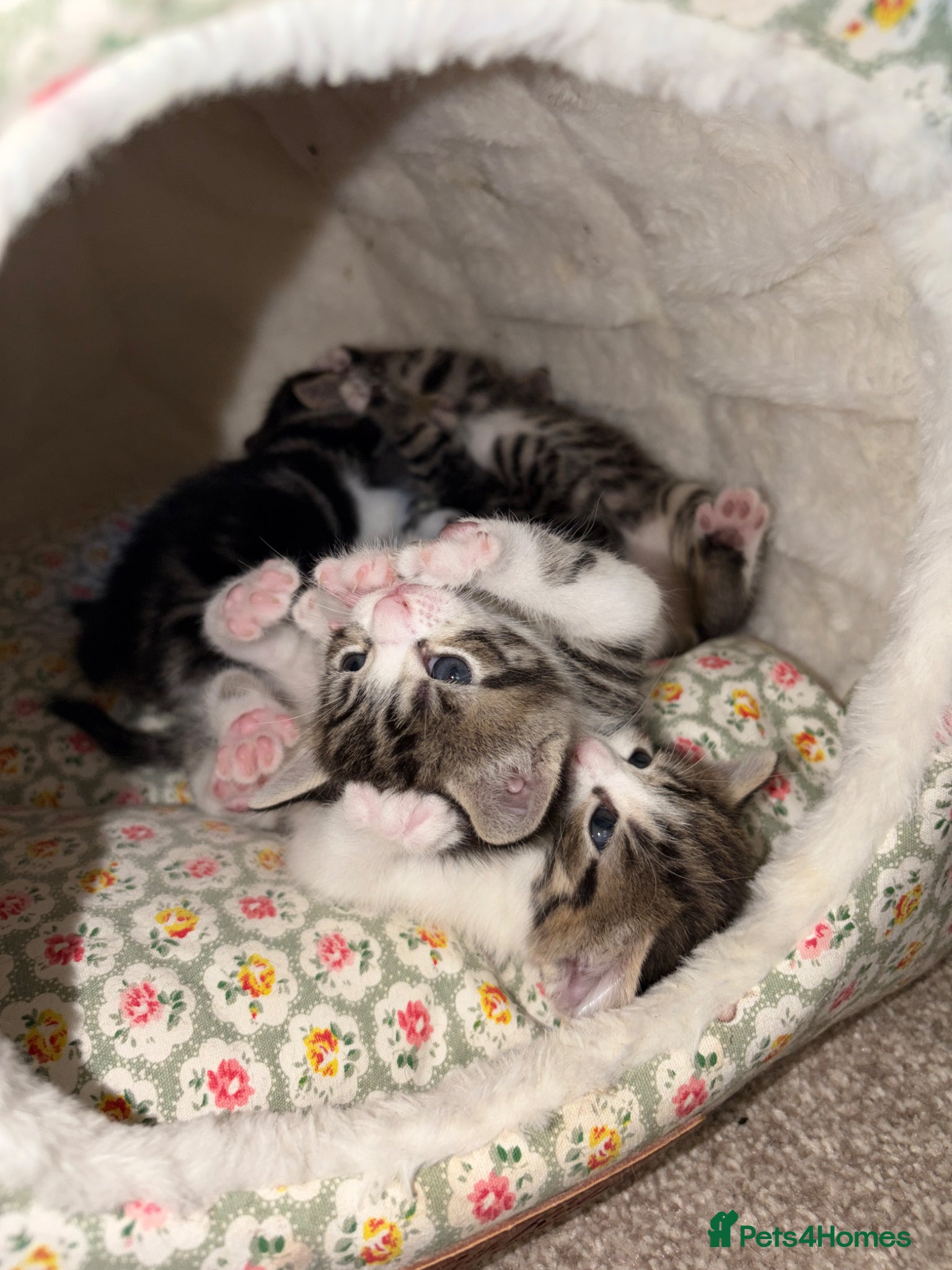 American Shorthair cats 4 Beautiful American Shorthair Kittens  - Advert 11