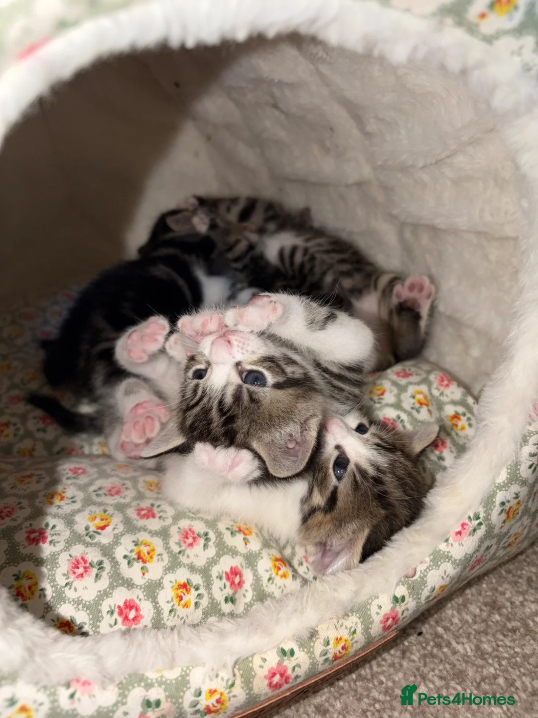 American Shorthair cats for sale: 4 Beautiful American Shorthair Kittens  - Advert 1