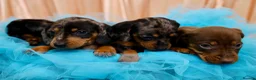 Dachshund dogs for sale: Adorable Dachshund Puppies Ready for Forever Homes - Advert 23