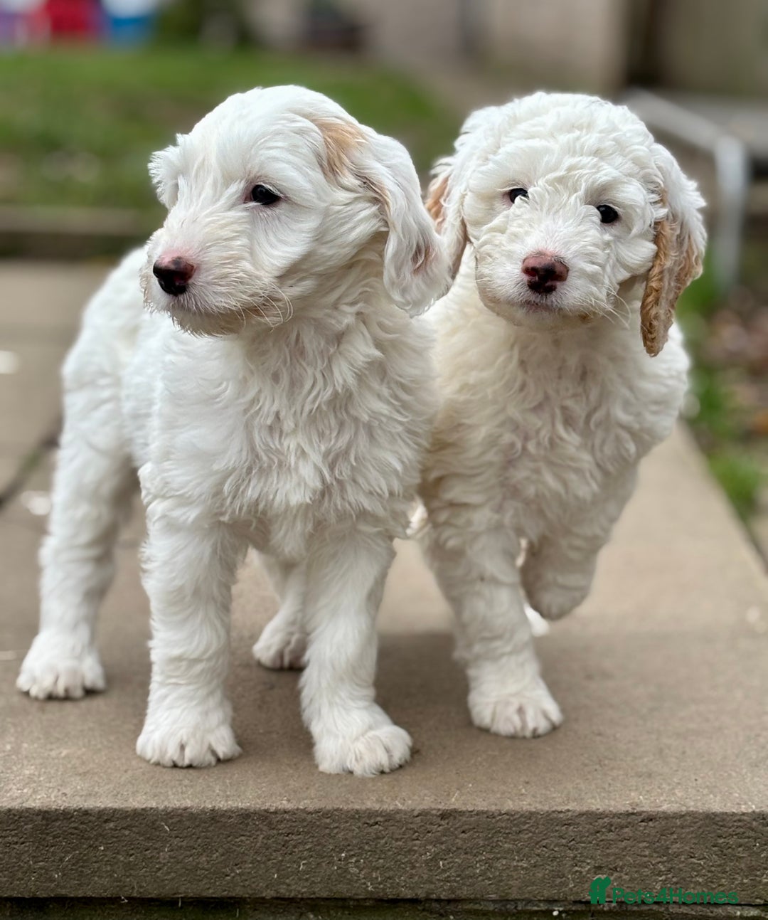 Australian Labradoodle dogs for sale: Exceptionally bred for Health! Temperament! Looks! - Advert 16