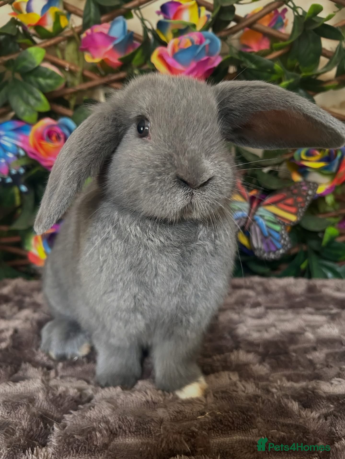 Mini Lop rabbits 🌼Pure breed Mini lop GIRL🌼Not 6 months old - Advert 6