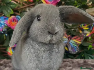 Mini Lop rabbits 🌼Pure breed Mini lop GIRL🌼Not 6 months old - Advert 6
