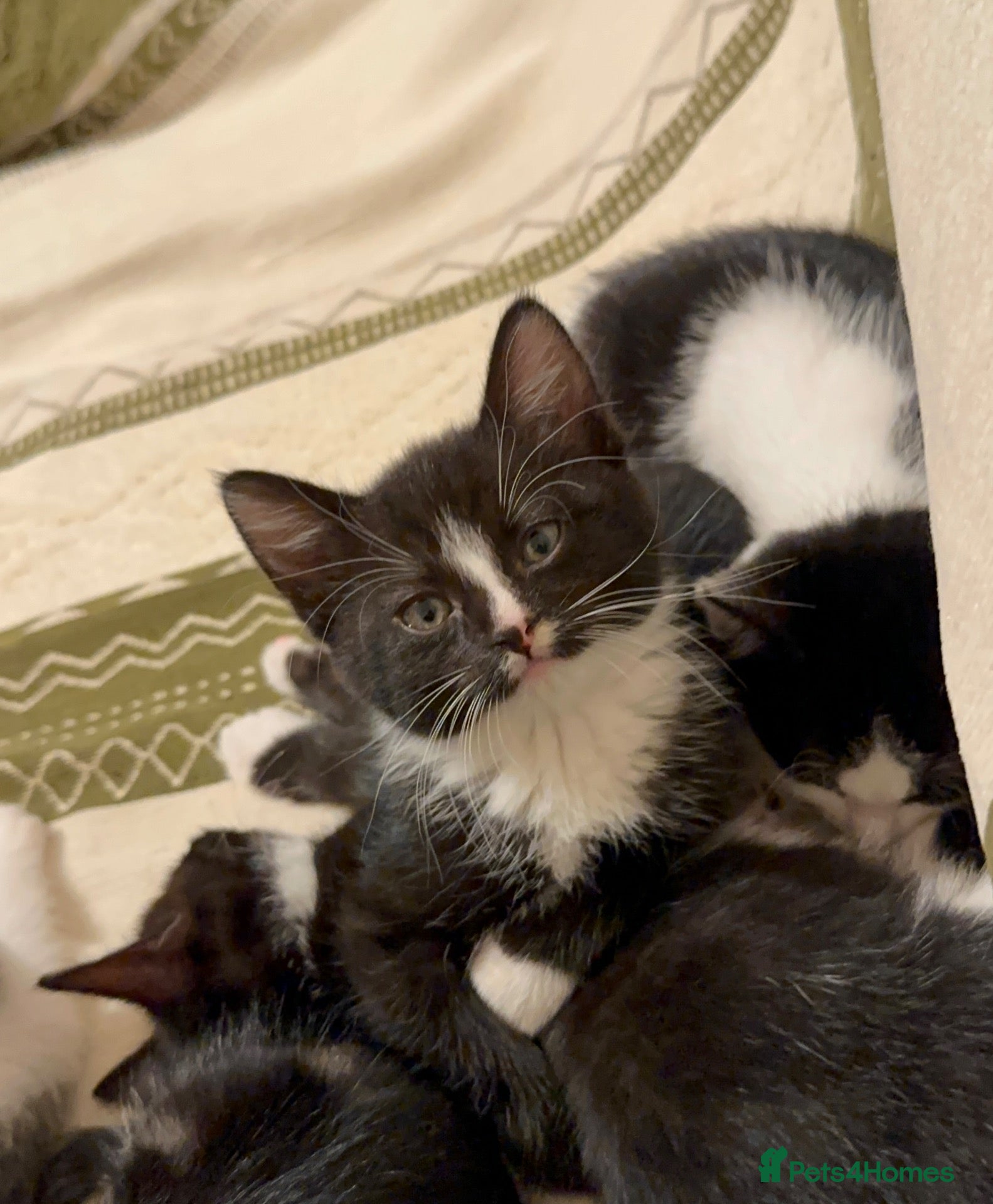 Mixed Breed cats for sale: *2 LEFT* 💙🩷 stunning kittens  - Advert 6