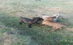 Bandog dogs for sale: Bandog/Bandogee puppies for sale.  - Image 8