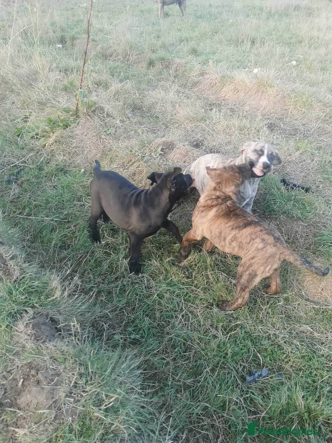 Bandog dogs for sale: Bandog/Bandogee puppies for sale.  - Image 8