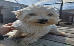Maltese dogs for sale: Beautiful maltese looking for a retirement home - Image 1
