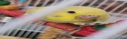 Budgerigars birds for sale: 3 X BUDGIES  - Advert 3