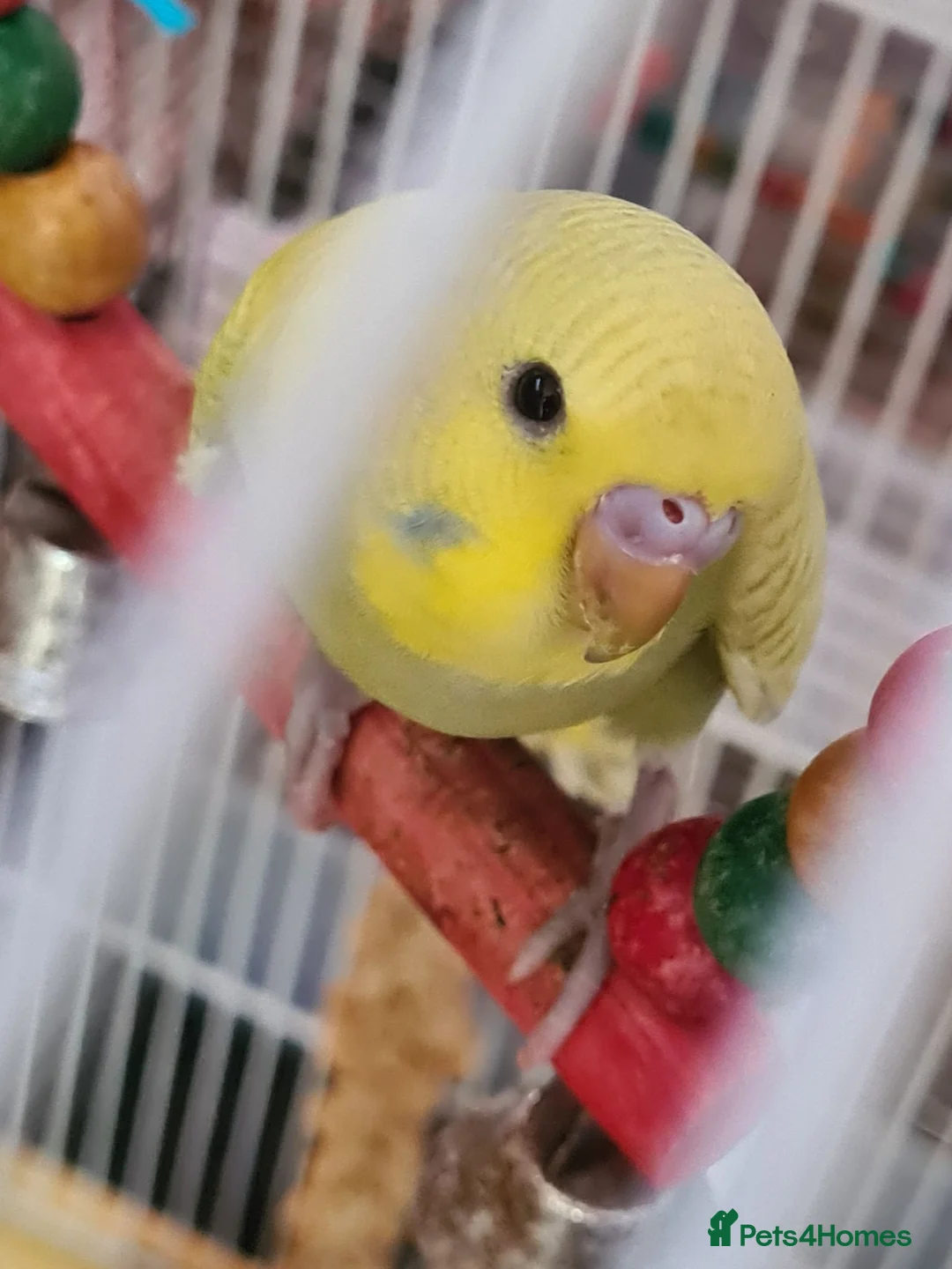 Budgerigars birds for sale: 3 X BUDGIES  - Advert 3