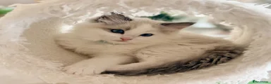 Ragdoll Kitten 5