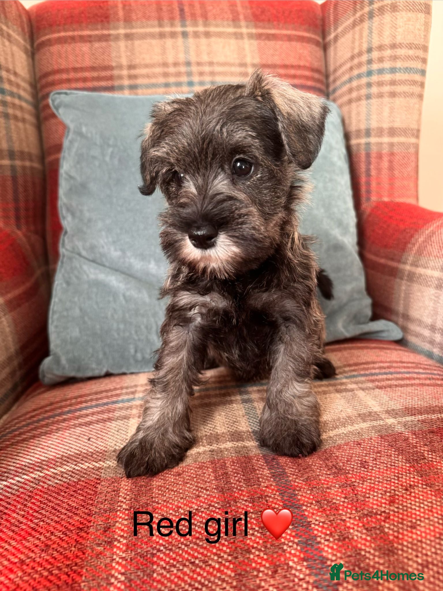 Miniature Schnauzer dogs KC Registered, health tested puppies. Ready Now!  - Advert 2