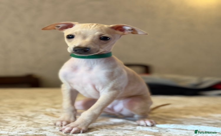 Italian Greyhound dogs - Advert 2