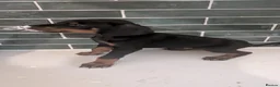 Dobermann dogs for sale: Ready now KC reg Beautiful doberman pups, 4 girls  - Advert 9