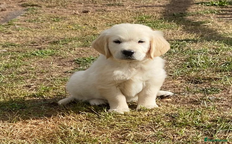 Golden Retriever dogs - Advert 5