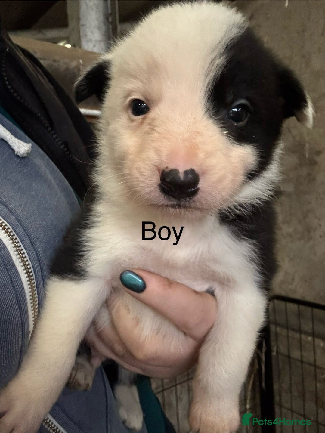 Border Collie dogs for sale: Border collie puppies  - Advert 3