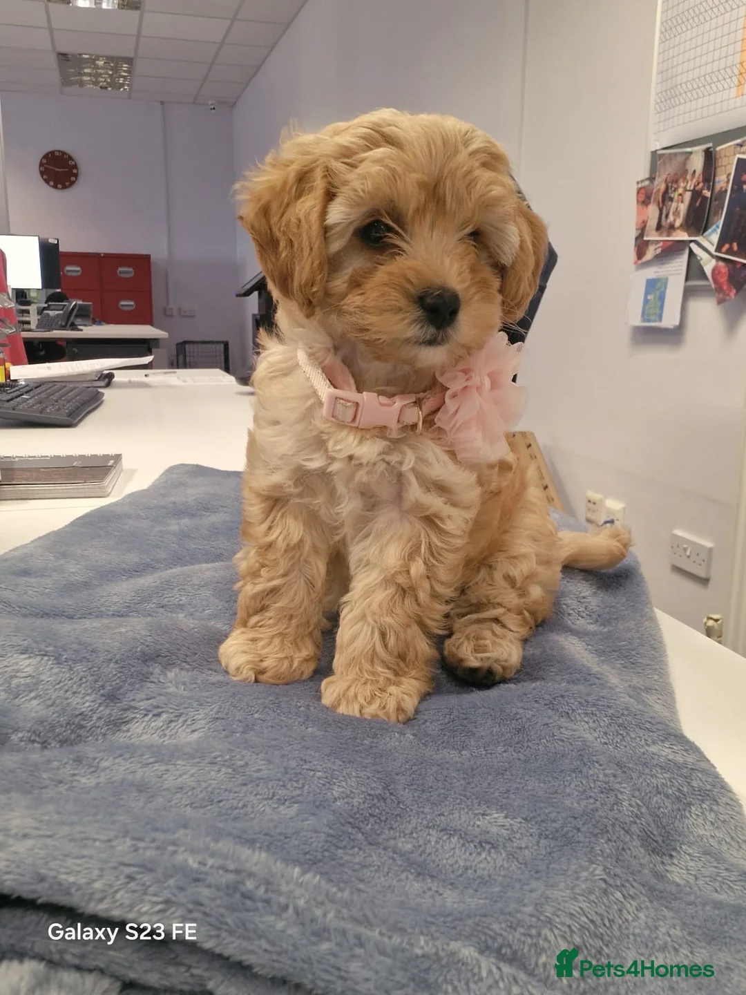 Cavapoo dogs for sale: Cavapoo  - Advert 2