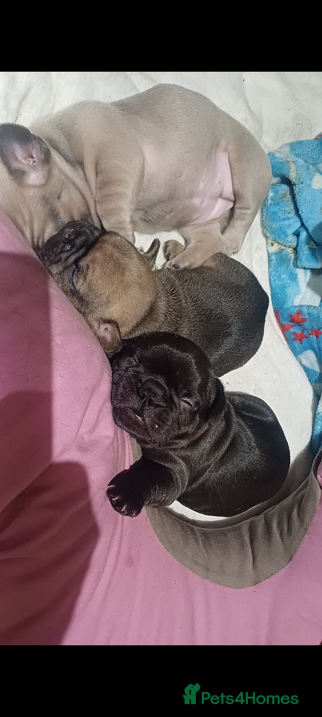 French Bulldog dogs for sale: 🔥 French bulldog 🔥 Black male - Image 7