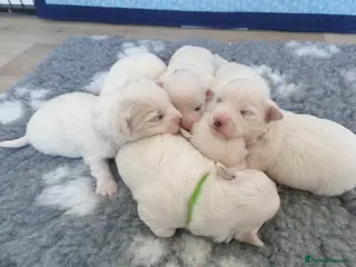 Coton De Tulear dogs K.C. Reg. Coton de Tulear, health tested parents - Advert 17