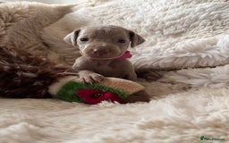 Weimaraner dogs for sale:  KC Reg Weimaraner Pups from Champion Bloodlines ✨ - Image 14