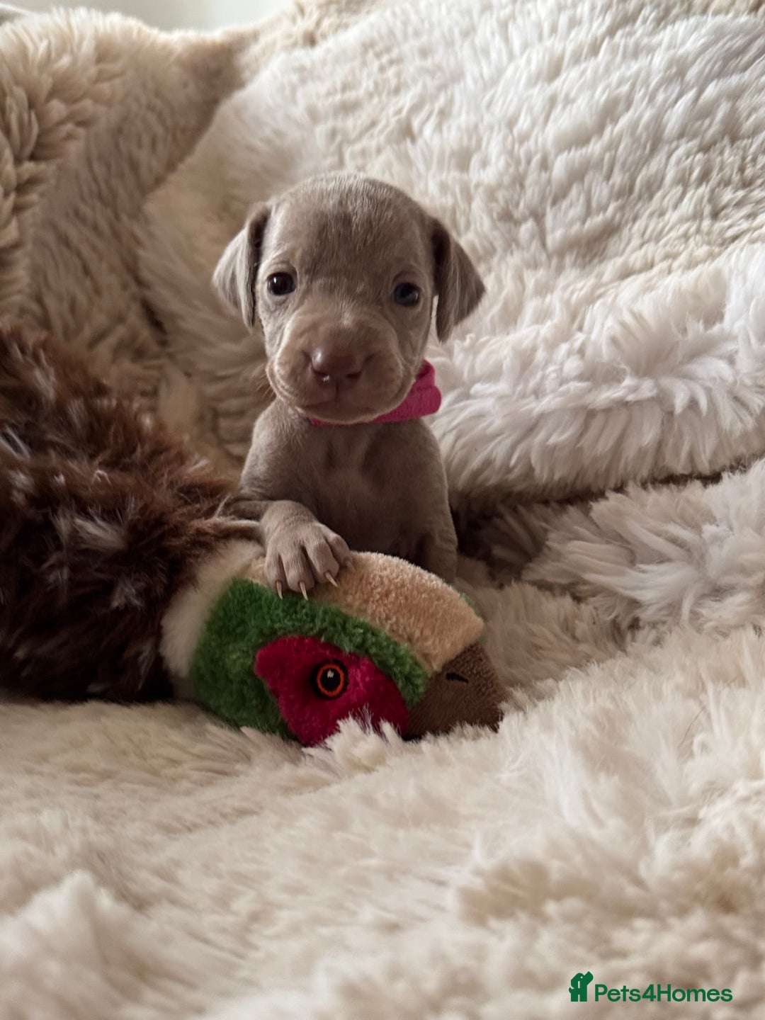Weimaraner dogs for sale:  KC Reg Weimaraner Pups from Champion Bloodlines ✨ - Image 14