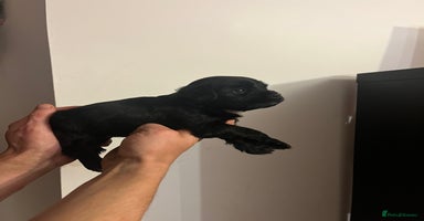 Jack Russell dogs JackRussell Puppy’s  - Advert 9