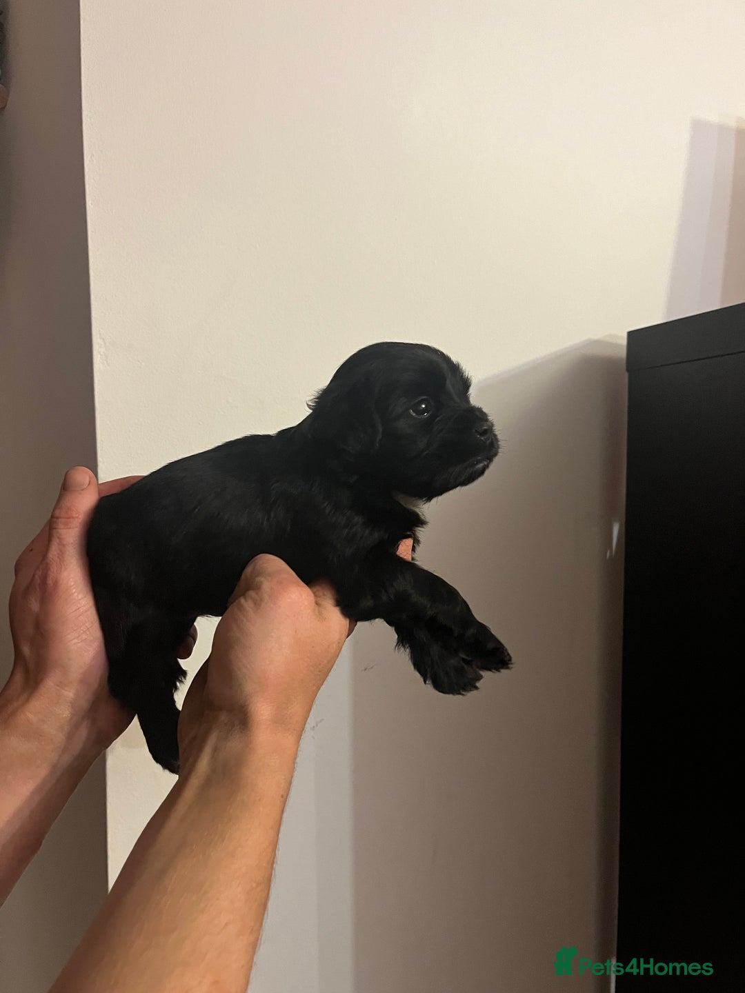Jack Russell dogs for sale: JackRussell Puppy’s  - Image 6