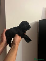 Jack Russell dogs JackRussell Puppy’s - Advert 9