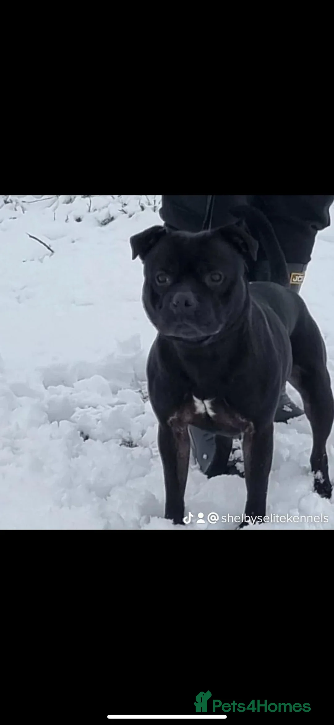 Staffordshire Bull Terrier dogs for stud: STORM FOR STUD in Newton Aycliffe - Advert 7