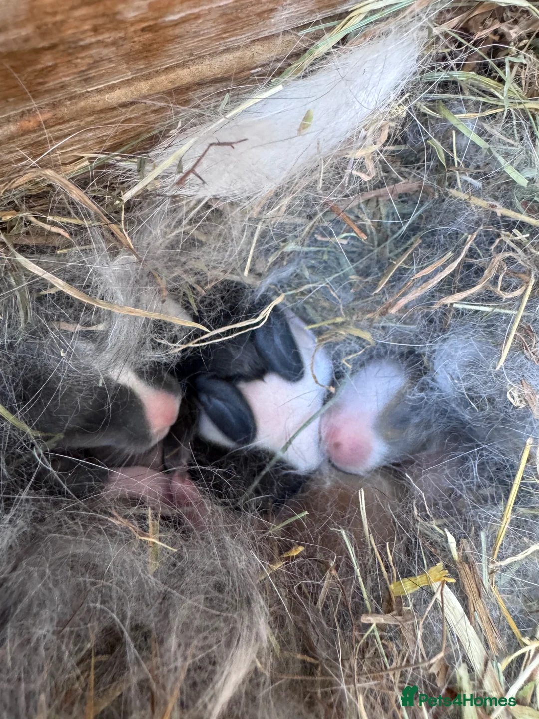 Mixed Breed rabbits for sale: 🐰 Beautiful Baby Rabbits – Ready from 8 Weeks in Walsall - Advert 1