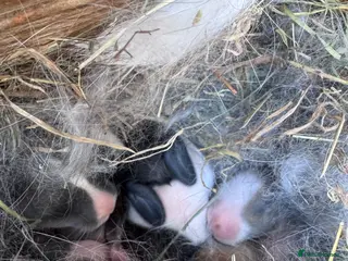 Mixed Breed rabbits 🐰 Beautiful Baby Rabbits – Ready from 8 Weeks - Advert 1