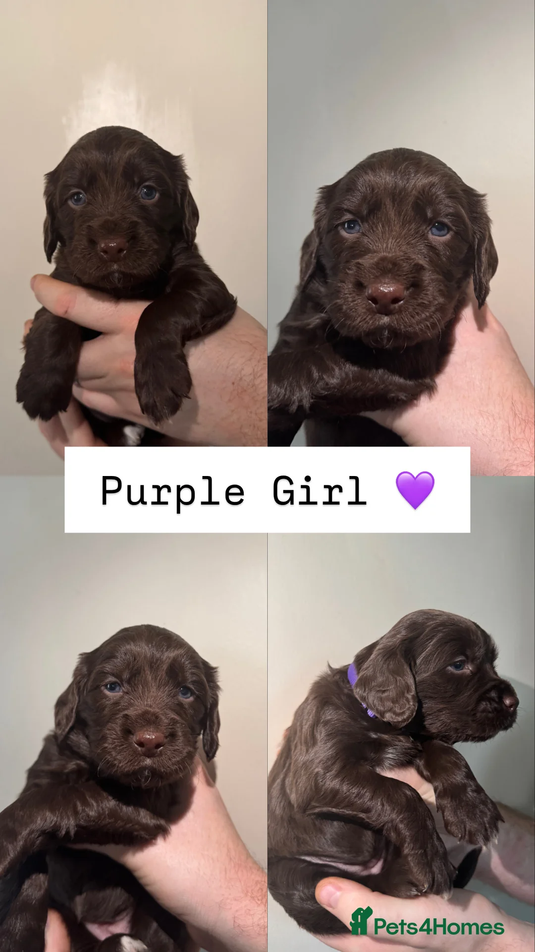 Sprocker dogs for sale: Gorgeous Sprocker Puppies Looking for 5* Homes - Advert 11