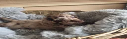 Cocker Spaniel dogs for sale: Rare coloured working type cocker spaniels! - Advert 11