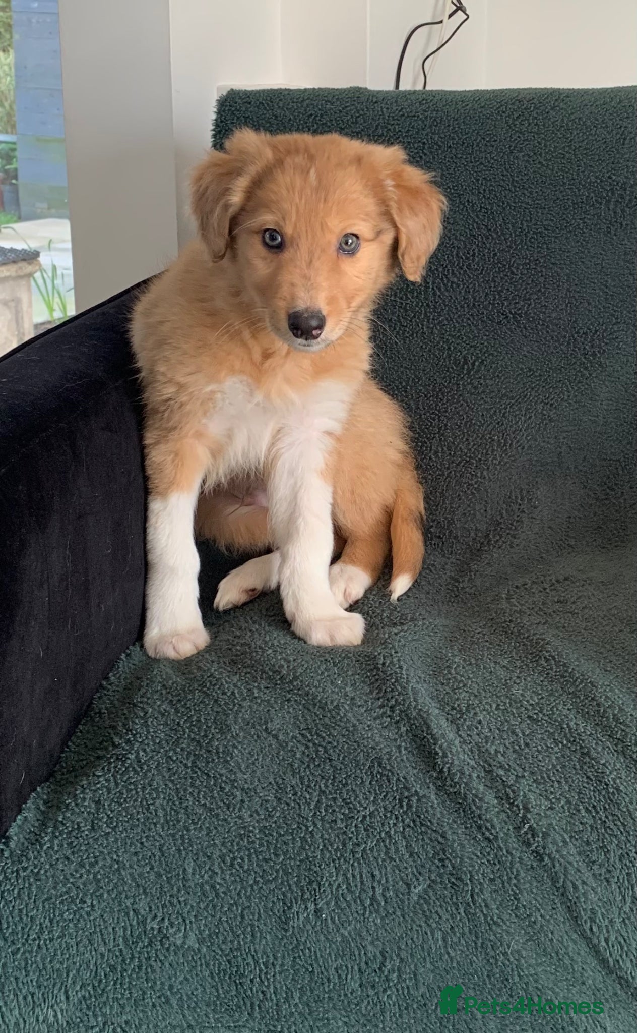 Mixed Breed dogs Old style Lurcher puppies - Ready now  - Advert 16