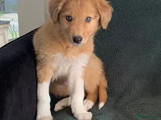 Mixed Breed dogs Old style Lurcher puppies - Ready now - Advert 16