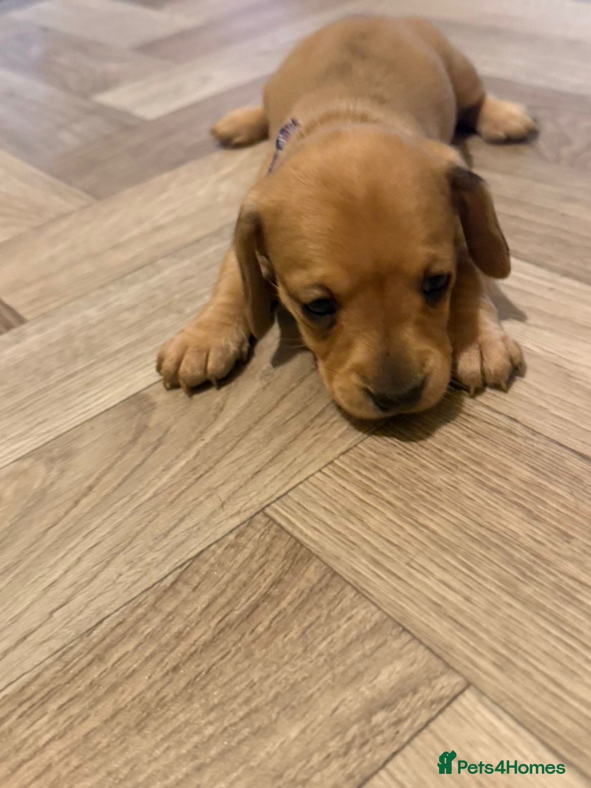 Dachshund dogs for sale: Dashound pups for sale  - Advert 6