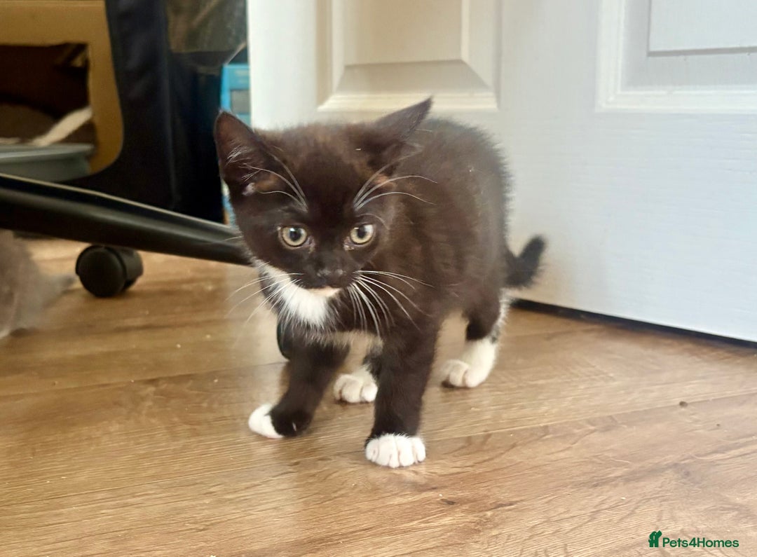 Exotic cats for sale: Exotic X Silver Tabby Fur Babies - Image 25