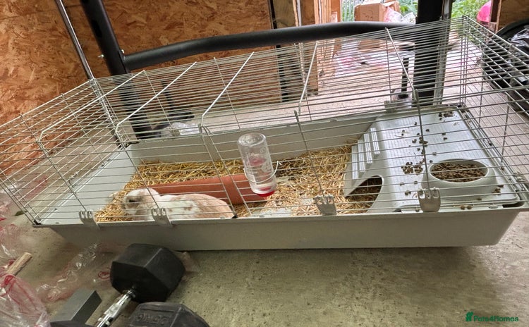 Dwarf Lop rabbits - Advert 1