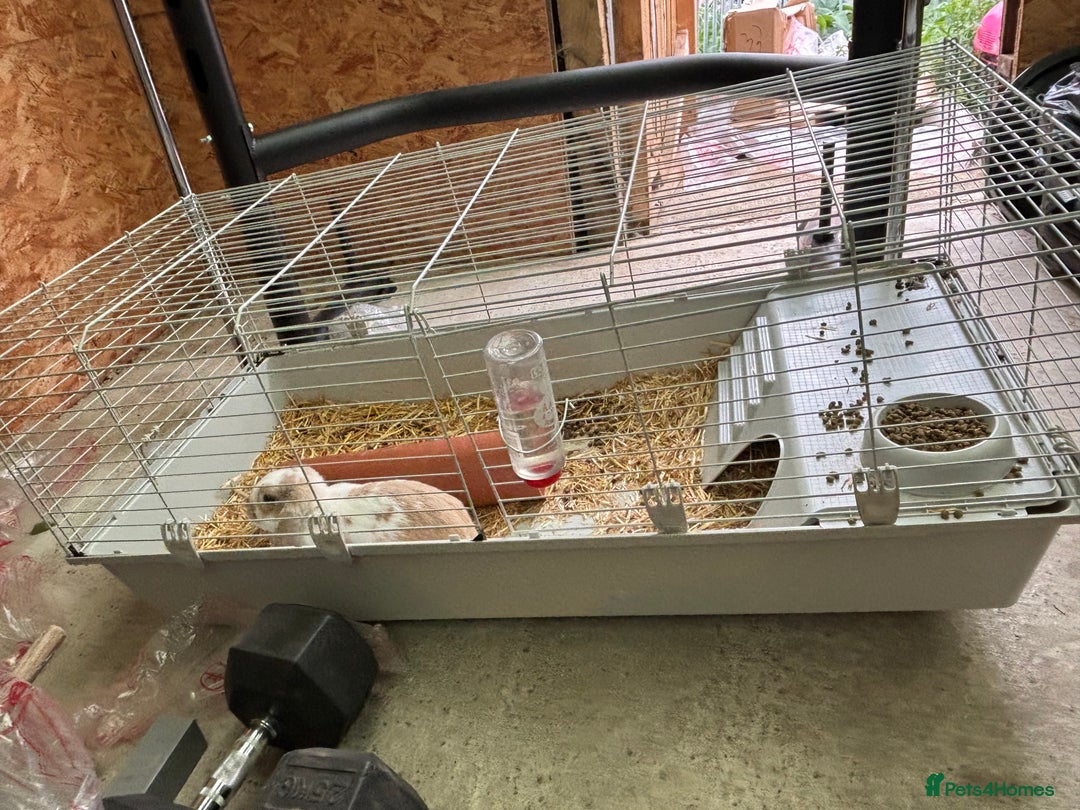 Dwarf Lop rabbits for sale: Boy dwarf mini pop and female lop - Image 1