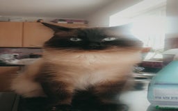 Ragdoll cats for sale: 2 ragdoll cats for rehoming - Image 3