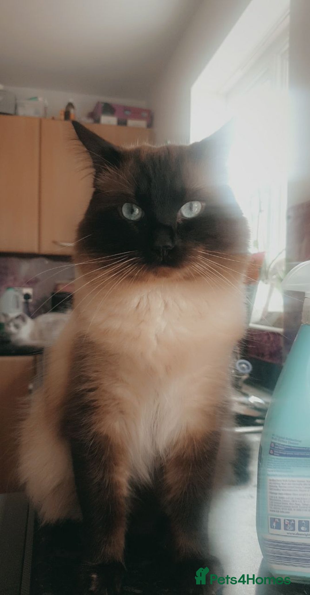 Ragdoll cats for sale: 2 ragdoll cats for rehoming - Image 3