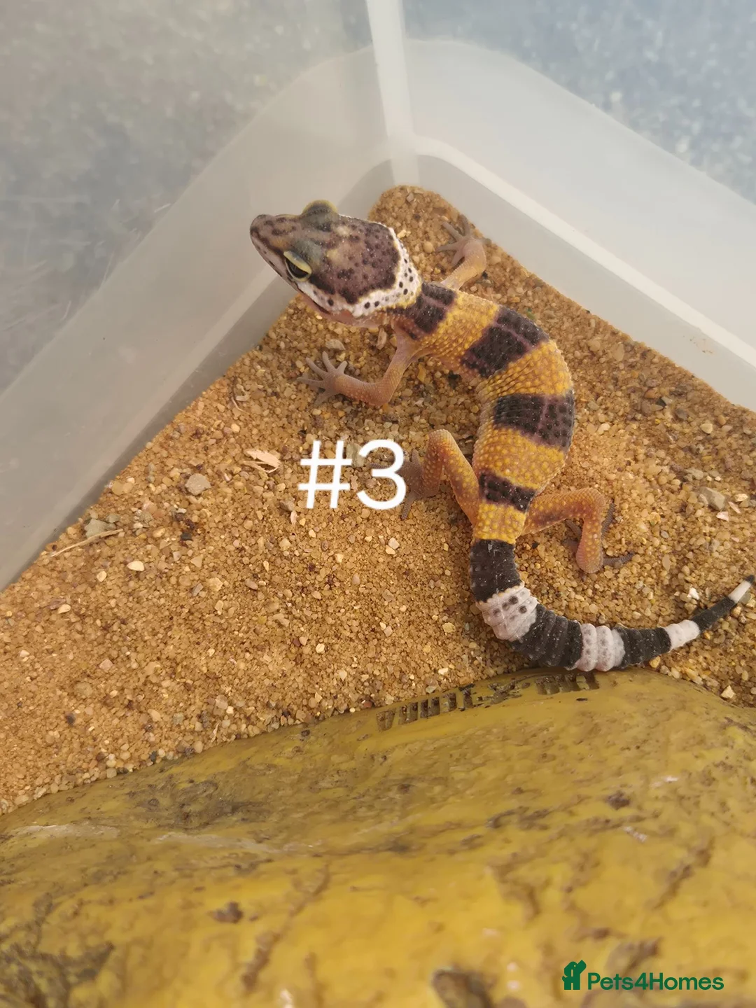 Gecko reptiles for sale: Female Leopard Geckos - Advert 7