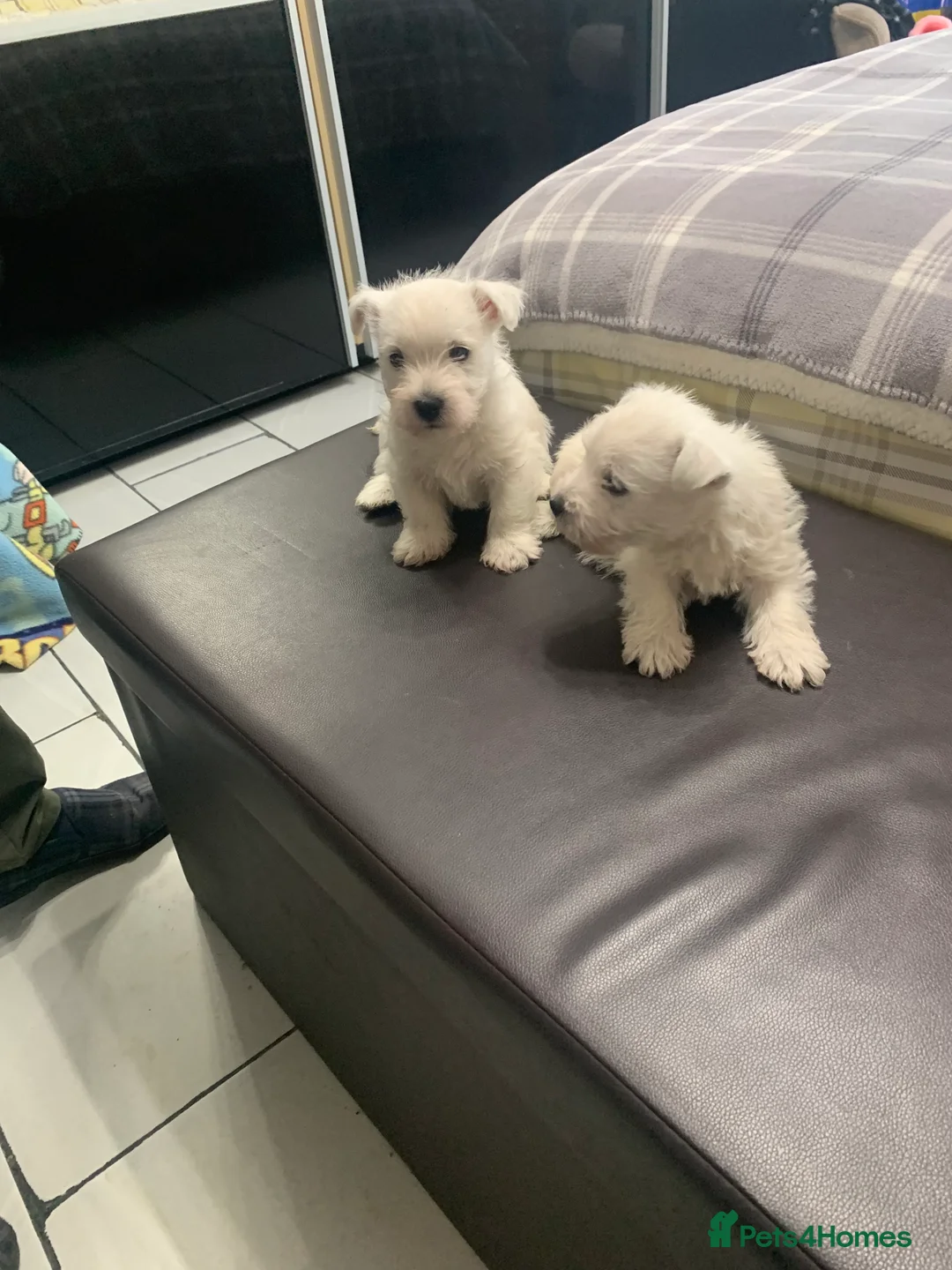 West Highland Terrier dogs for sale: Two Beautiful west highland puppies  - Advert 2